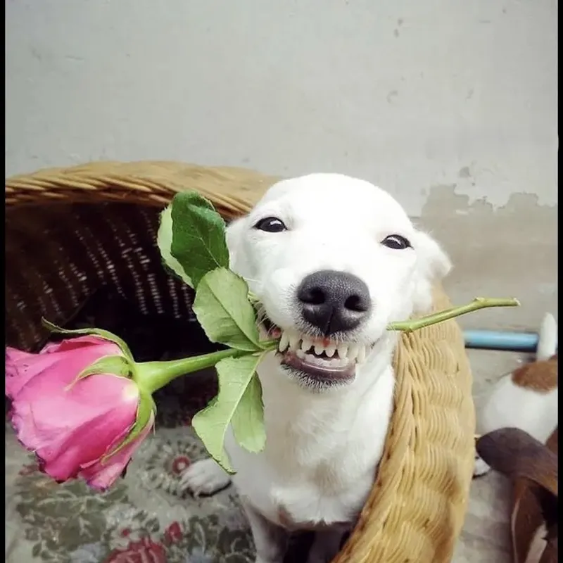Chó meme tạo nên những khoảnh khắc vui nhộn không thể bỏ qua.