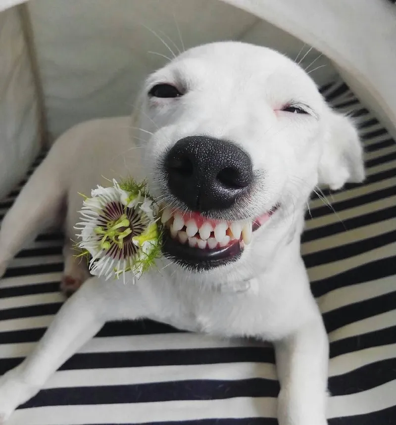 Dogecoin kết hợp meme, tạo nên sự thú vị cho tín đồ crypto.