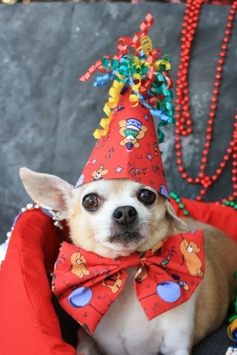 Smile dog meme mang lại nụ cười rạng rỡ và cảm giác tích cực cho người xem.