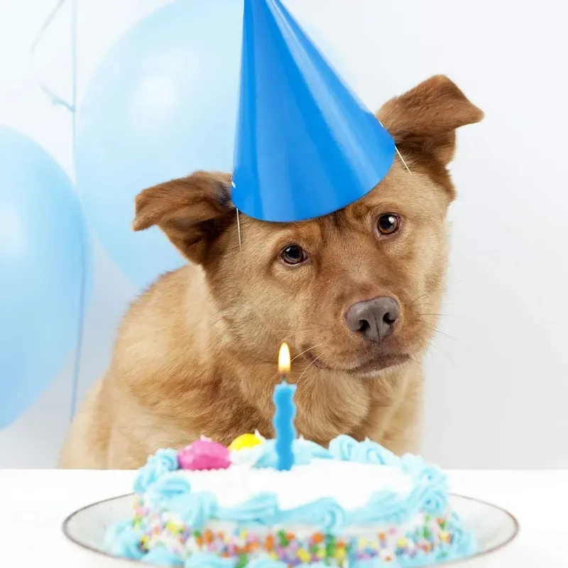 Sad dog meme - biểu cảm buồn nhưng hài hước, chạm đến trái tim người xem.