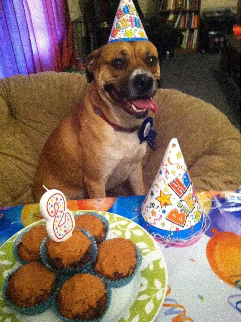 Meme doge cheems nổi bật với phong cách sáng tạo, gây cười sảng khoái.