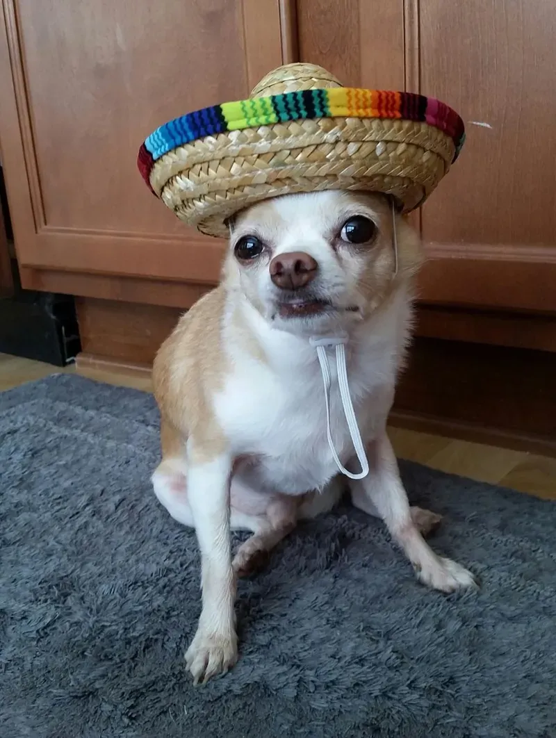 Hình doge meme độc lạ, luôn là lựa chọn hàng đầu của cộng đồng yêu thích meme.