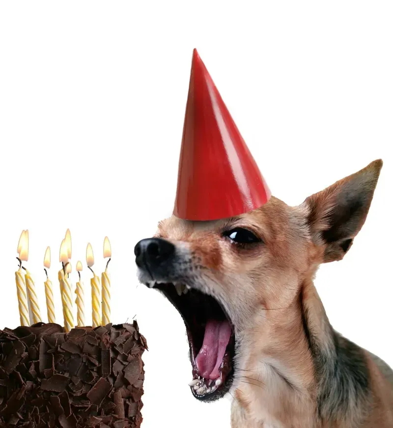 Chủ đề Doge (meme) chết luôn tạo sự chú ý với nội dung gây bất ngờ và hài hước.