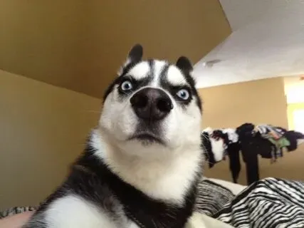 Gấu trúc hài hước là nhân vật quen thuộc trong các meme đỉnh cao