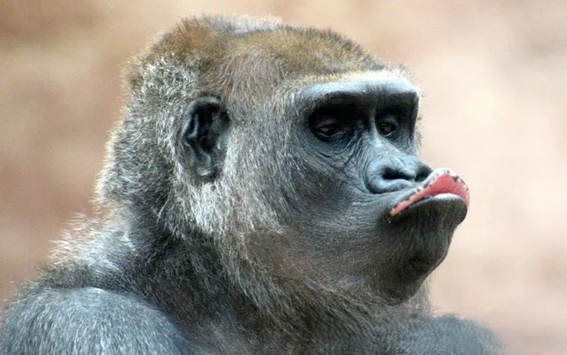 Tổng hợp meme ảnh em bé cute đầy ngộ nghĩnh và đáng yêu