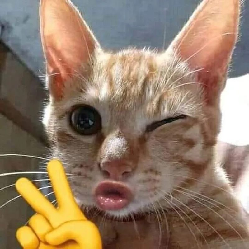 Biểu cảm meme em bé cute hài hước mang đến niềm vui bất tận