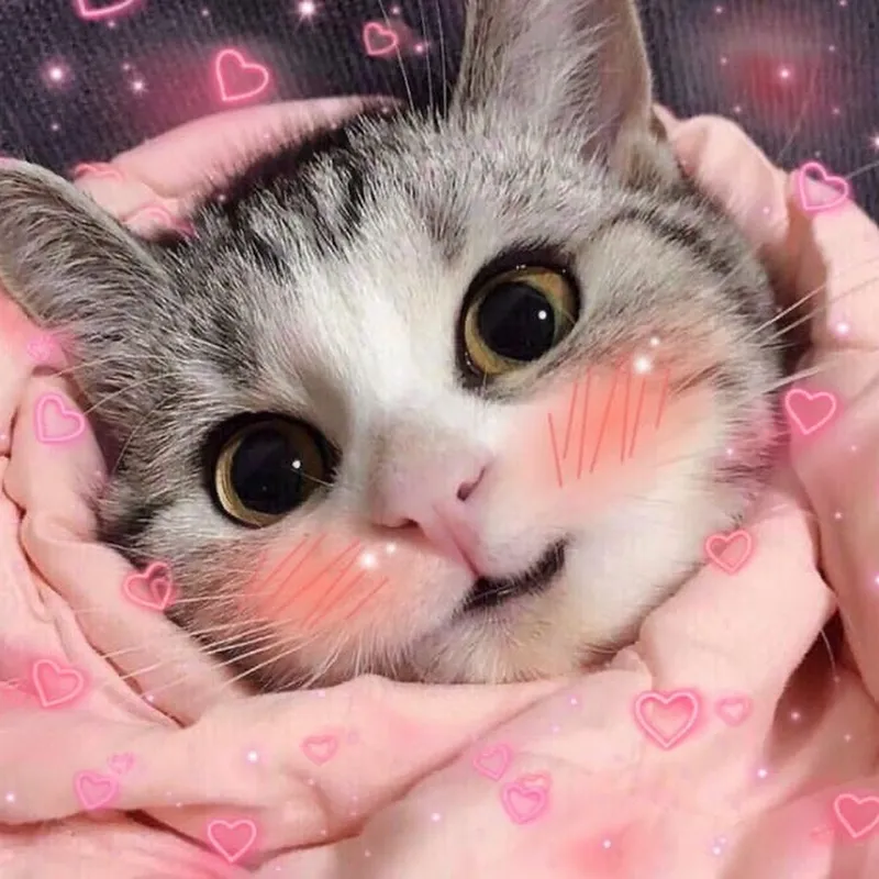 Meme ngại lắm thể hiện tình huống ngại ngùng nhưng cực kỳ đáng yêu.