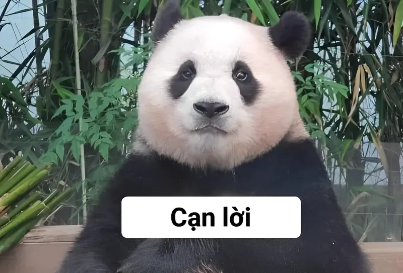 Những hình ảnh gấu trúc meme mắt thâm với phong cách siêu ngầu.