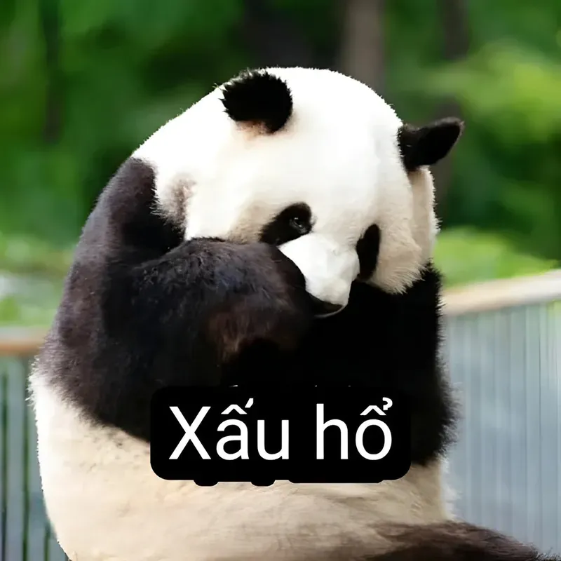 Bựa meme gấu trúc là lựa chọn hoàn hảo để pha trò cùng bạn bè.