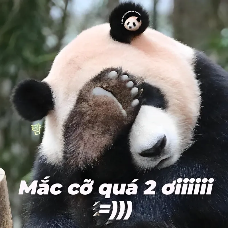 Biểu cảm thú vị từ meme gấu trúc trung quốc đang chiếm sóng mạng xã hội.