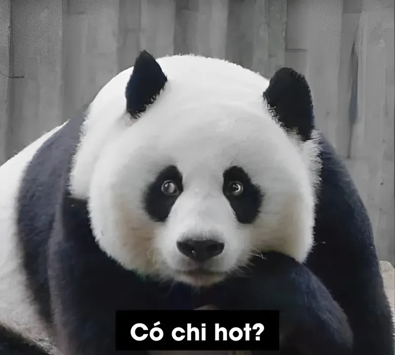 Meme mắt gấu trúc, biểu cảm ngỡ ngàng khiến bạn không nhịn được cười.