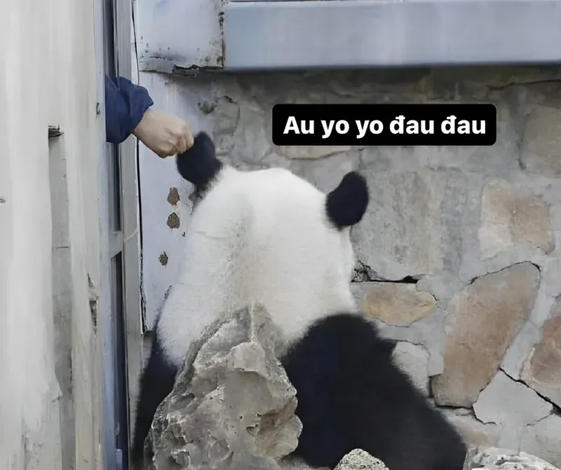 Meme gấu trúc bựa trung quốc tạo nên cơn sốt bởi sự sáng tạo vô hạn.
