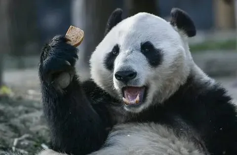 Biểu cảm khó hiểu nhưng đáng yêu của meme gấu trúc chắc chắn sẽ làm bạn thích thú
