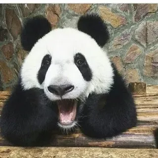 Meme gấu trúc ngại ngùng là cách dễ thương để thể hiện sự bối rối