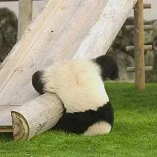Tấu hài cùng meme gấu trúc bựa weibo và tận hưởng những giây phút giải trí