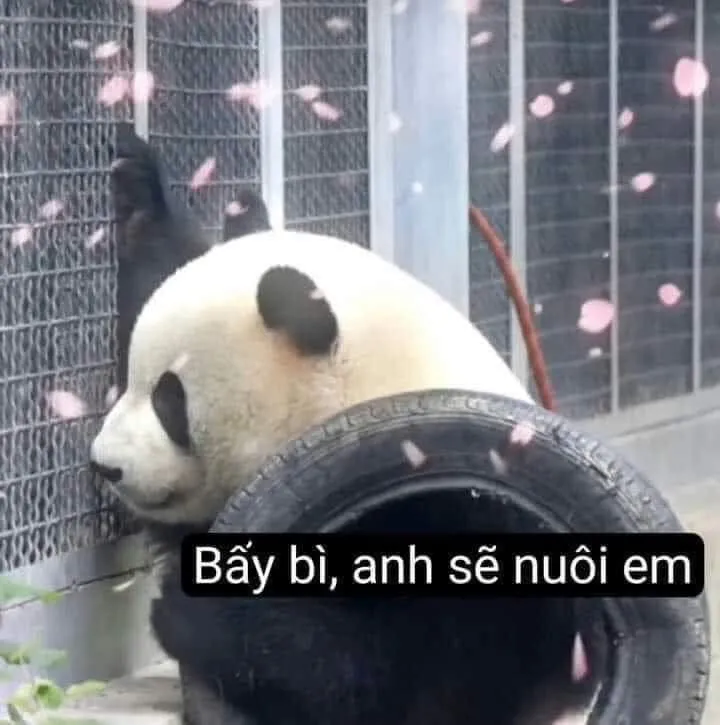 Meme gấu trúc bựa weibo với biểu cảm hài hước là tâm điểm của mọi cuộc trò chuyện