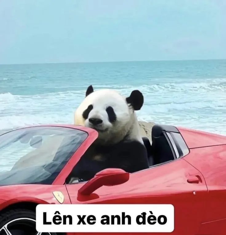 Meme gấu trúc bựa Trung Quốc khiến bạn không thể rời mắt bởi độ lầy lội
