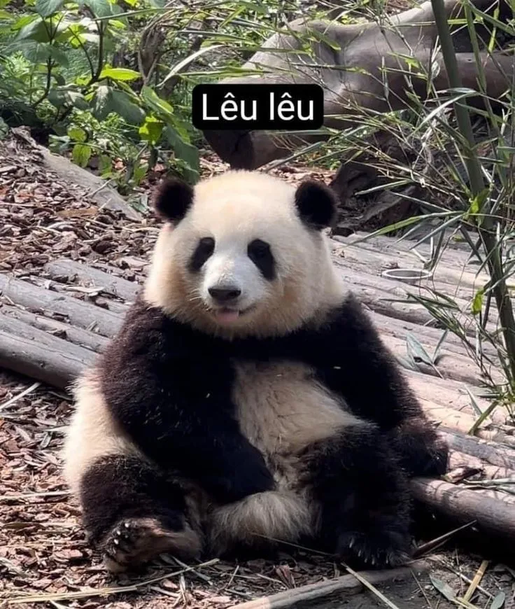 Bựa meme gấu trúc là sự kết hợp hài hước giữa hình ảnh và biểu cảm dễ thương