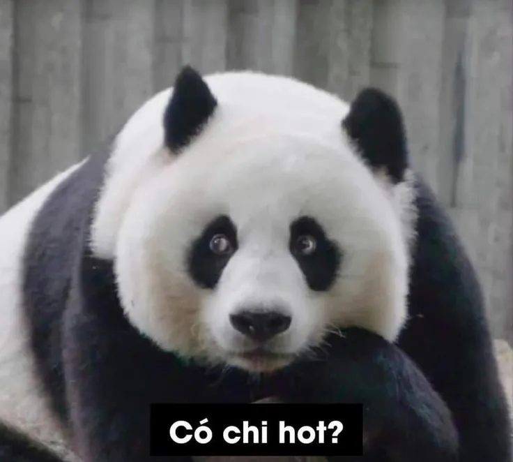 Troll face meme gấu trúc bựa weibo mang lại tiếng cười không giới hạn