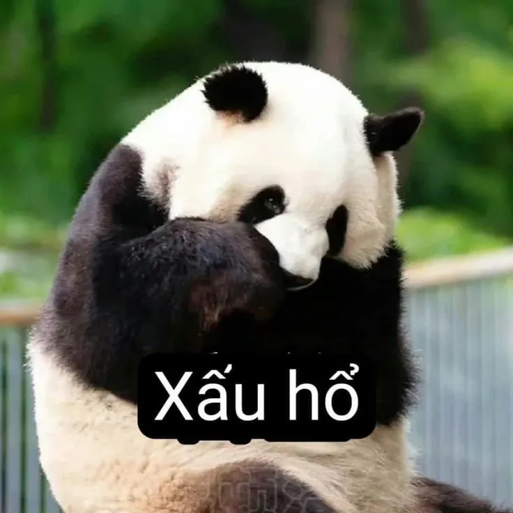 Meme gấu bựa với biểu cảm khó đỡ chắc chắn sẽ làm bạn bật cười
