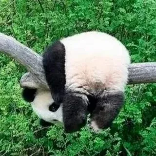 Meme gấu trúc bựa weibo vui nhộn giúp bạn xua tan mọi căng thẳng