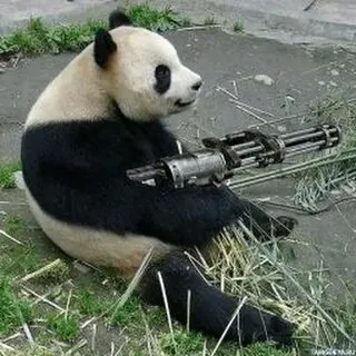 Meme gấu trúc bựa Trung Quốc lan tỏa tiếng cười với biểu cảm khó đỡ