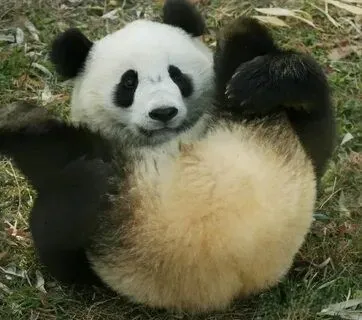 Ảnh chế meme gấu trúc bựa weibo luôn mang đến sự sáng tạo đầy hài hước