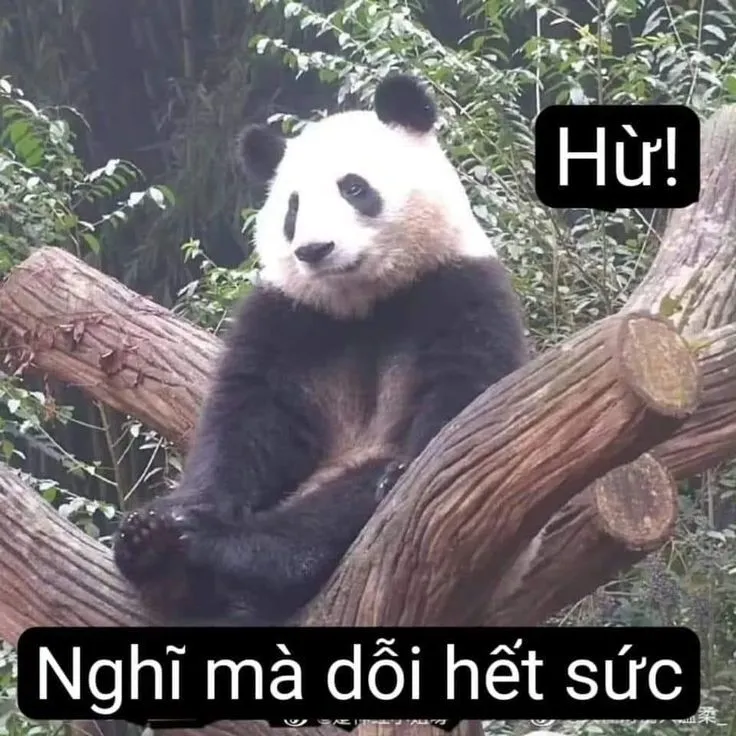 Ảnh chế meme gấu trúc bựa weibo mang đến sự giải trí không thể bỏ qua