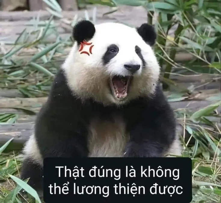 Ảnh meme gấu trúc bựa là lựa chọn hoàn hảo để xả stress và thư giãn
