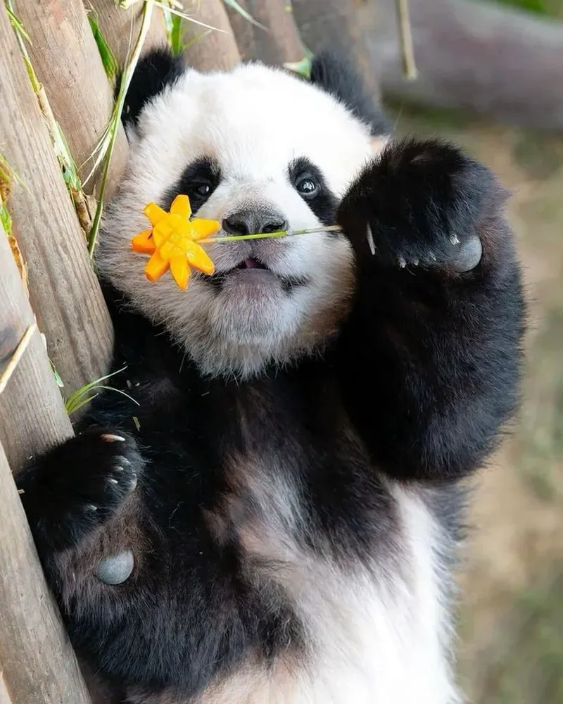 Góc hài hước meme gấu trúc cho mọi câu chuyện vui.