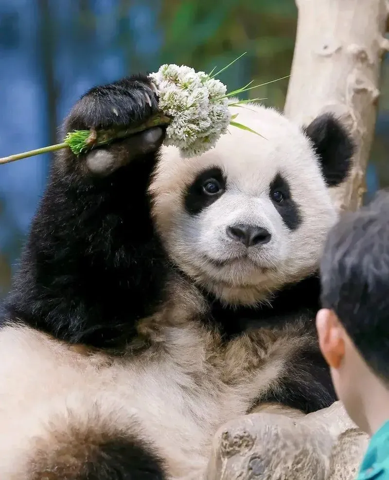 Hình ảnh độc đáo từ meme mắt gấu trúc, hài hước không thể quên.