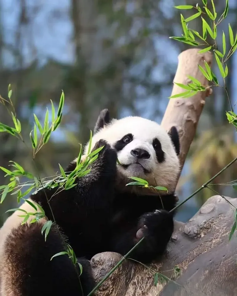 Bộ sưu tập meme gấu trúc hài hước dành riêng cho fan của tiếng cười.