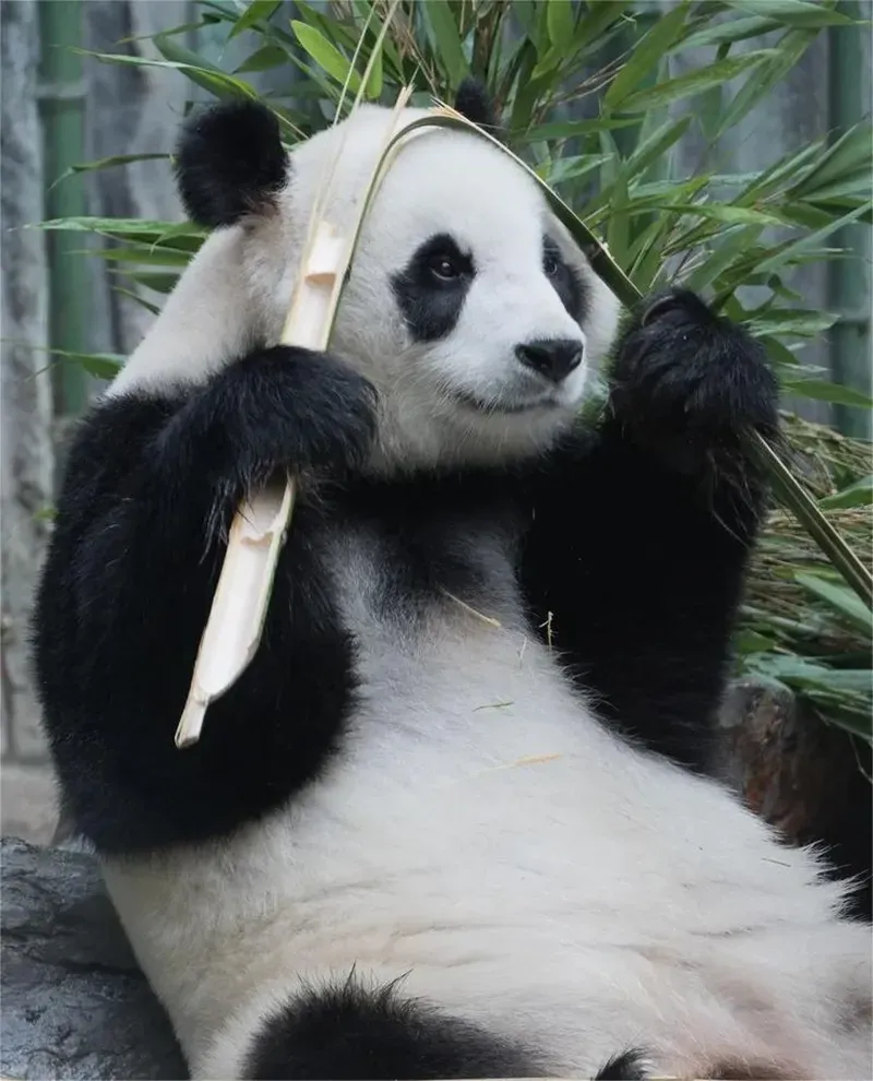 Khám phá meme gấu trúc khóc cười với những biểu cảm thú vị.