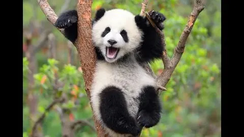 Gấu trúc nhưng vẫn kinh dị, meme này chắc chắn sẽ khiến bạn bất ngờ