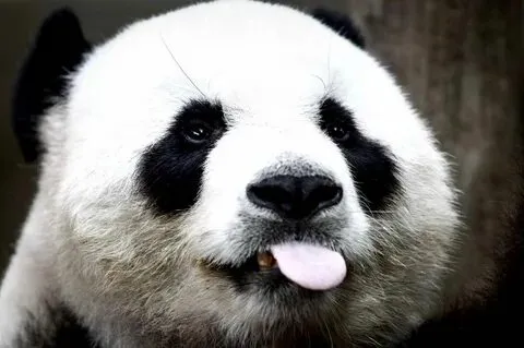 Gấu trúc cầm sầu riêng trong meme này khiến bạn vừa ngạc nhiên vừa buồn cười