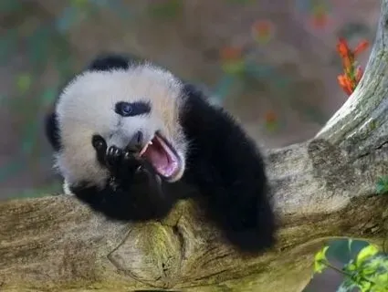 Dùng meme gấu trúc hỏi chấm để thể hiện sự ngơ ngác một cách hài hước