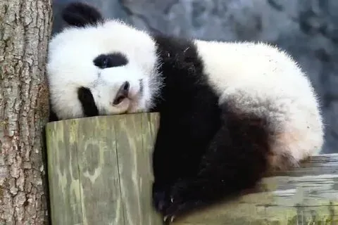 Meme gấu trúc tạm biệt cute là lựa chọn tuyệt vời để nói lời chào hài hước