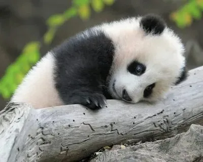 Gấu trúc meme cute kết hợp biểu cảm độc đáo tạo nên tiếng cười bất tận