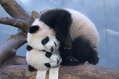 Meme gấu trúc xin chào khiến mọi cuộc hội thoại bắt đầu đầy niềm vui