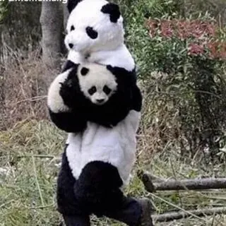 Khoảnh khắc đáng yêu của gấu trúc được tái hiện trong meme hài siêu dễ thương