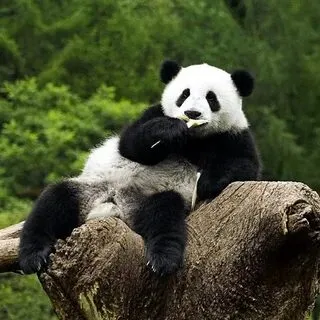 Hài hước và sáng tạo, meme gấu trúc là lựa chọn hàng đầu để lan tỏa tiếng cười