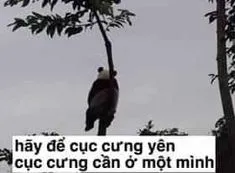 Meme hài gấu trúc với biểu cảm sinh động luôn làm người xem bật cười