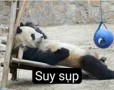 Ảnh hài hước meme gấu trúc là nguồn cảm hứng không thể thiếu cho ngày mới