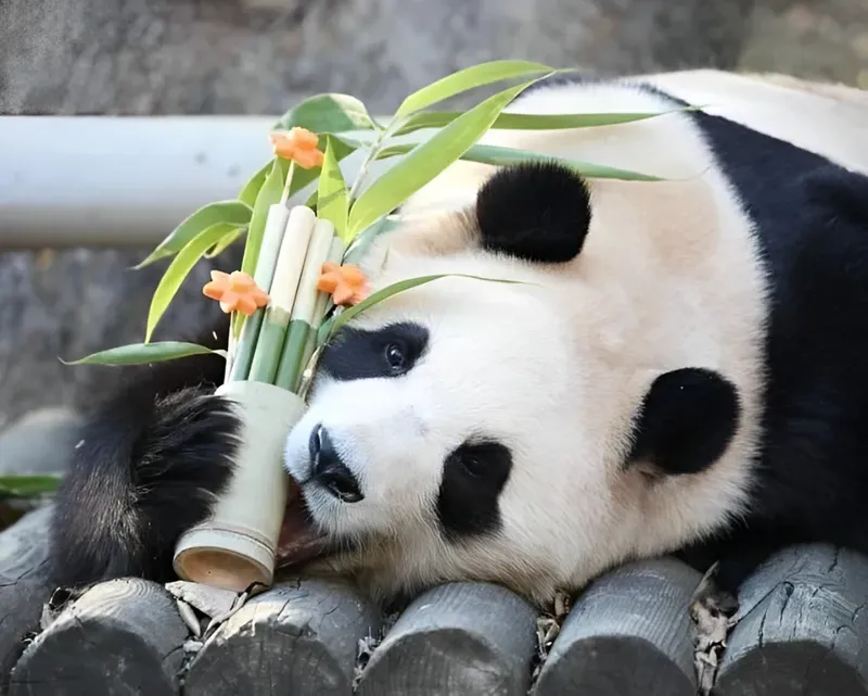 Những ảnh gấu meme ngộ nghĩnh và đáng yêu cho mọi dịp.