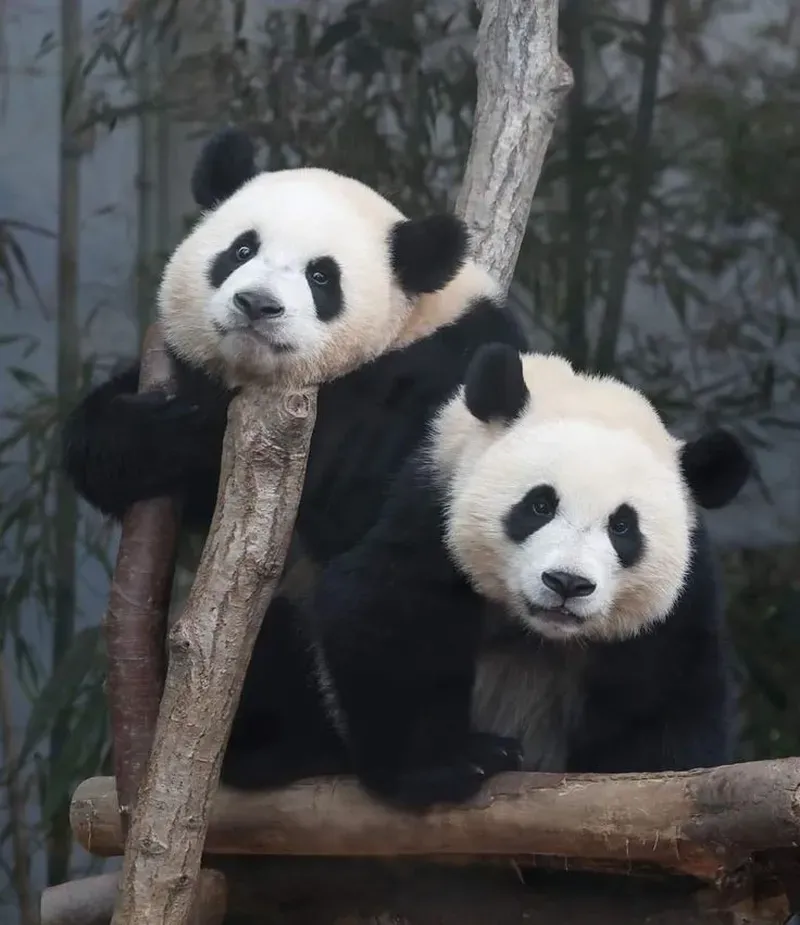 Bộ sưu tập meme gấu hài hước lý tưởng để tăng gia vị cho cuộc trò chuyện.