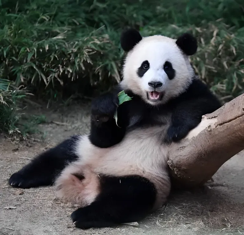Meme con gấu màu hồng dễ thương và hài hước khiến ai cũng thích thú.