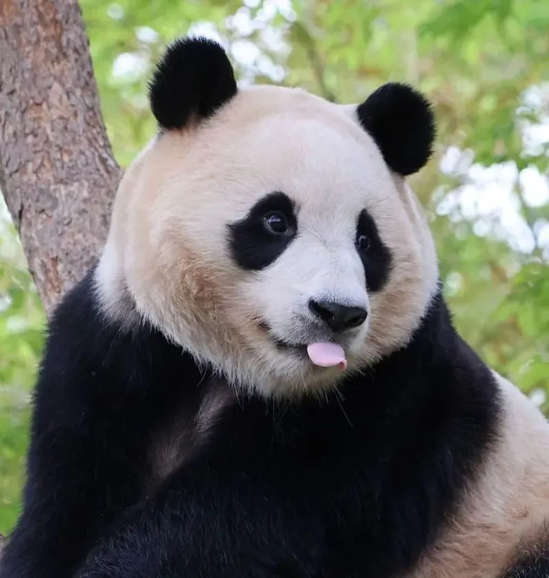 Bộ ảnh gấu hồng meme cho mọi trạng thái cảm xúc của bạn.