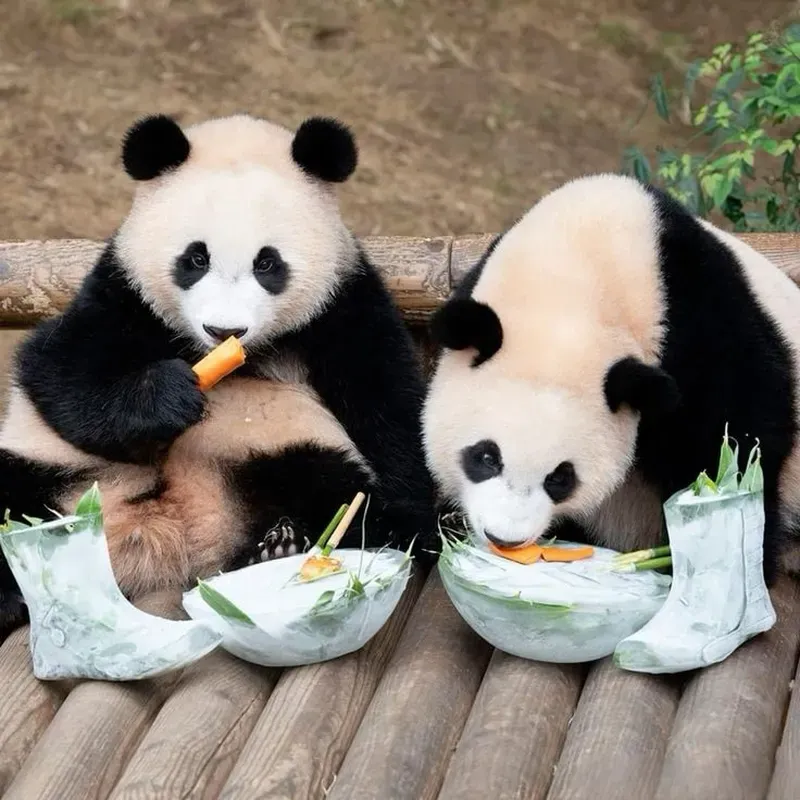 Con gấu hồng meme đáng yêu, mang lại tiếng cười mọi lúc.