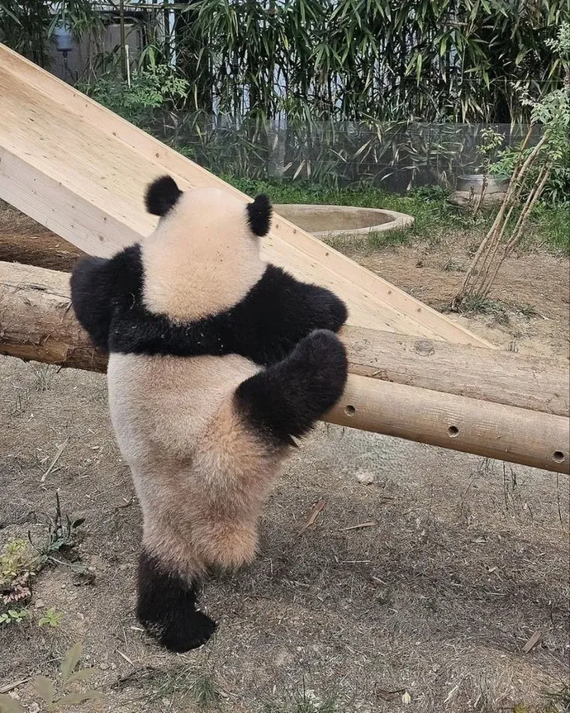 Khám phá meme con gấu hồng với biểu cảm dễ thương.