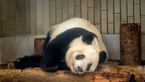 Meme gấu trúc ngủ ngon là cách dễ thương nhất để kết thúc một ngày dài